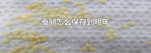 蚕卵怎么保存到明年