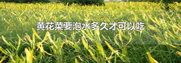 黄花菜要泡水多久才可以吃