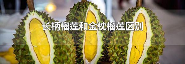 长柄榴莲和金枕榴莲区别