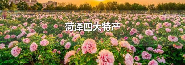 菏泽四大特产