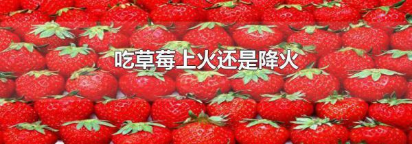 吃草莓上火还是降火