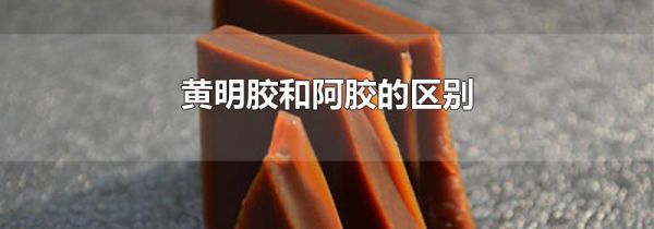 黄明胶和阿胶的区别
