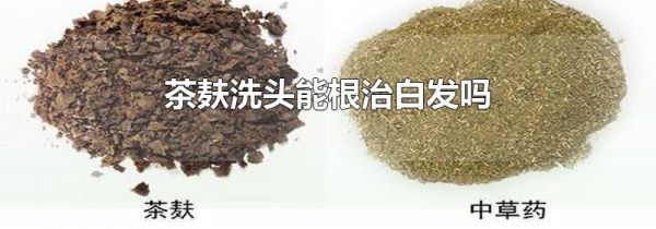 茶麸洗头能根治白发吗