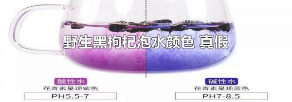 野生黑枸杞泡水颜色 真假