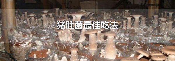 猪肚菌最佳吃法