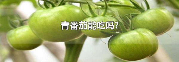 青番茄能吃吗?