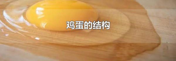 鸡蛋的结构