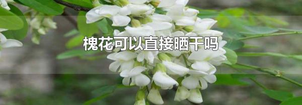 槐花可以直接晒干吗