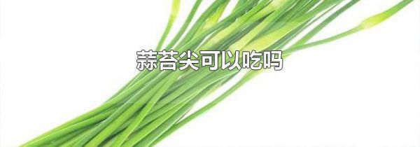 蒜苔尖可以吃吗