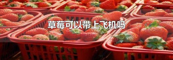草莓可以带上飞机吗