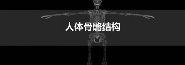 人体骨骼结构