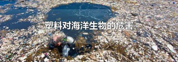 塑料对海洋生物的危害