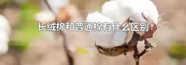 长绒棉和普通棉有什么区别