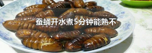 蚕蛹开水煮5分钟能熟不