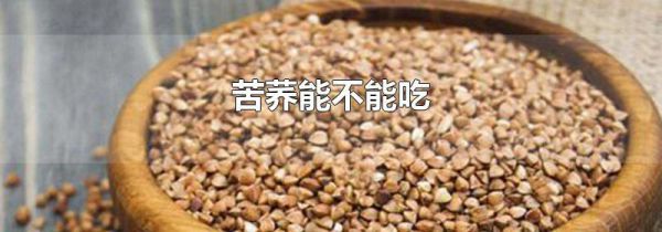 苦荞能不能吃
