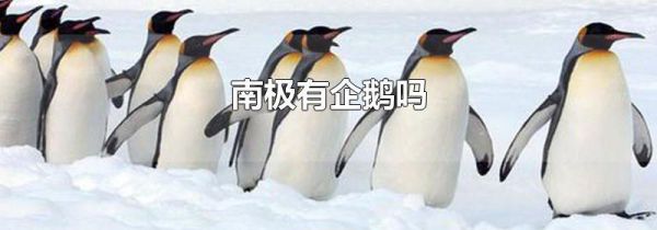 南极有企鹅吗