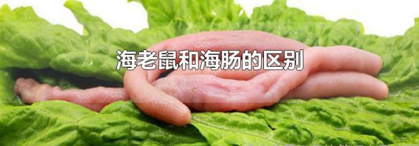 海老鼠和海肠的区别