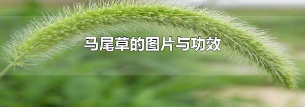 马尾草的图片与功效
