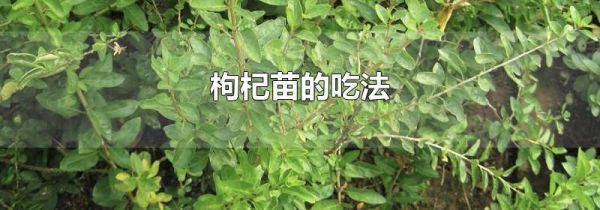 枸杞苗的吃法