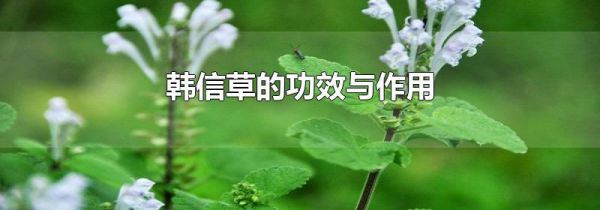 韩信草的功效与作用