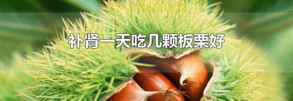 补肾一天吃几颗板栗好