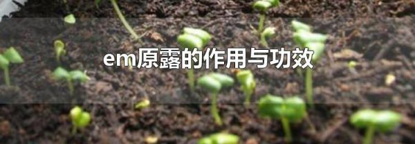 em原露的作用与功效