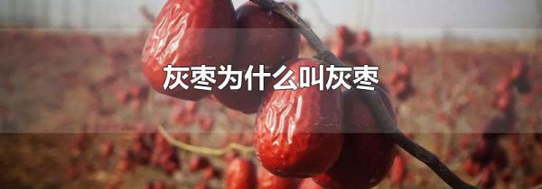 灰枣为什么叫灰枣