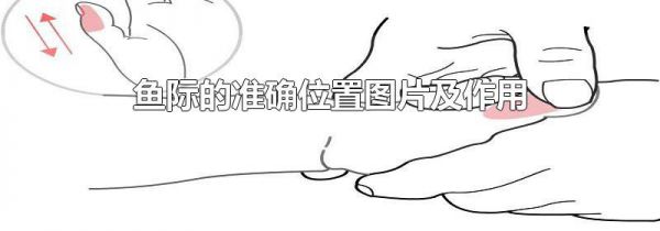 鱼际的准确位置图片及作用