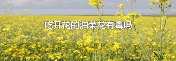 吃开花的油菜花有毒吗