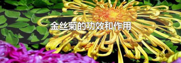 金丝菊的功效和作用