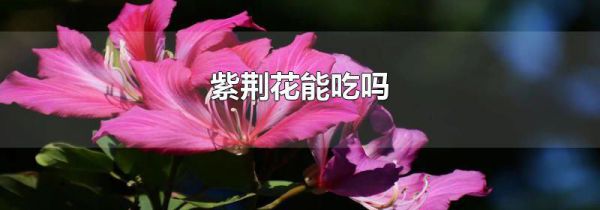 紫荆花能吃吗