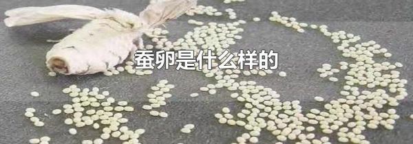蚕卵是什么样的