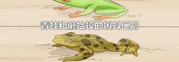 青蛙和癞蛤蟆的蝌蚪区别