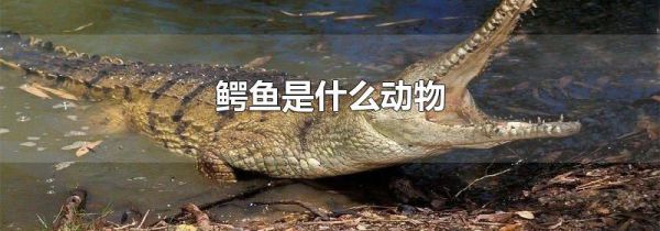 鳄鱼是什么动物