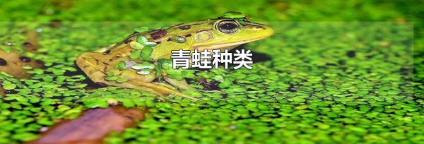 青蛙种类