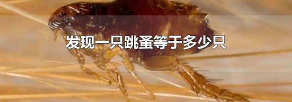 发现一只跳蚤等于多少只