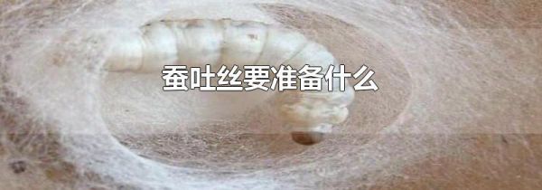 蚕吐丝要准备什么