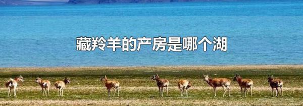 藏羚羊的产房是哪个湖