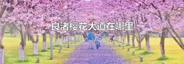 良渚樱花大道在哪里