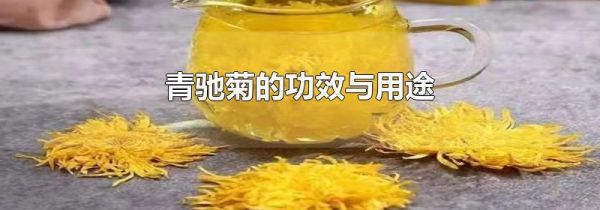 青驰菊的功效与用途