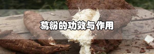 葛粉的功效与作用