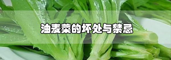油麦菜的坏处与禁忌