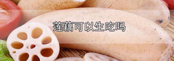 莲藕可以生吃吗