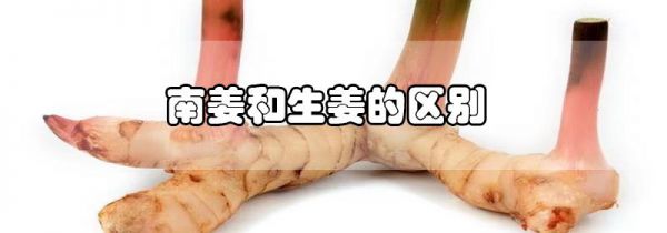 南姜和生姜的区别