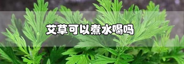 艾草可以煮水喝吗
