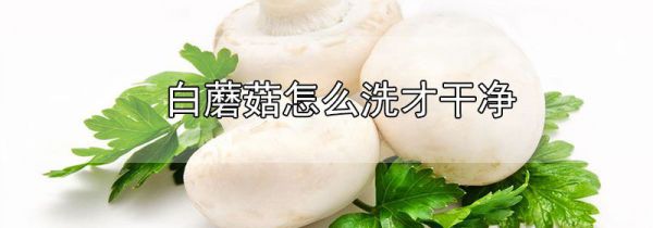 白蘑菇怎么洗才干净