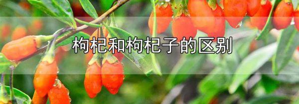 枸杞和枸杞子的区别