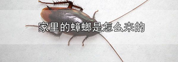 家里的蟑螂是怎么来的