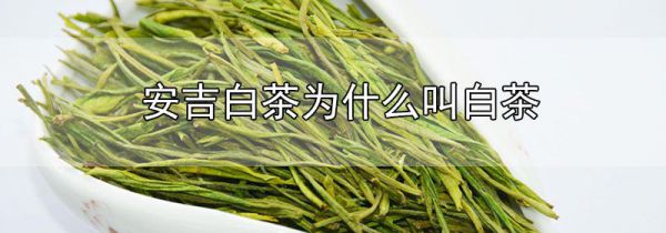 安吉白茶为什么叫白茶