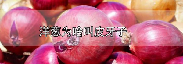 洋葱为啥叫皮牙子